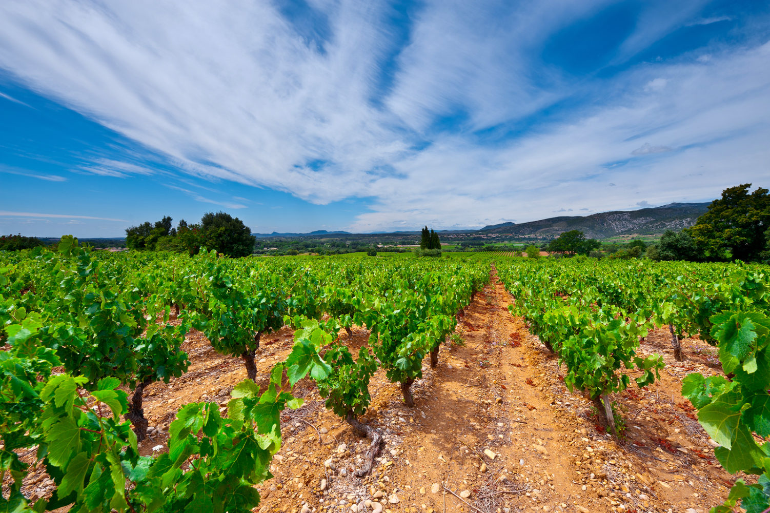 Young Vineyard in Southern France Region Rhone-Alpes