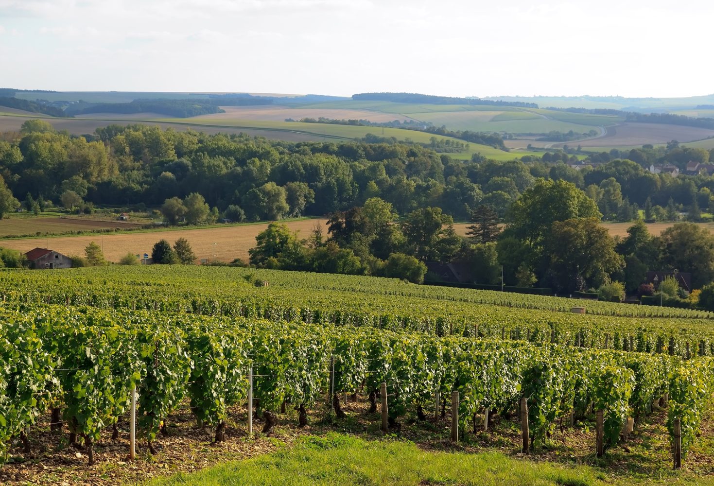 Vineyard of the hillsides of Chablis.