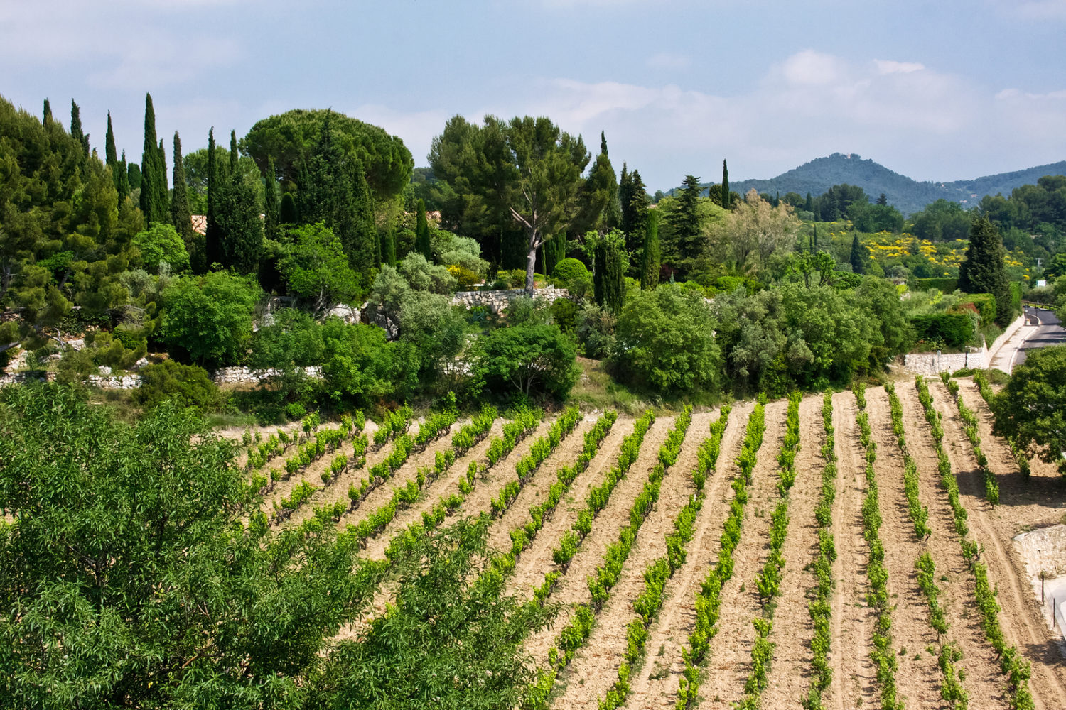 View over the vineyards forests and hills of the Provencal countryside