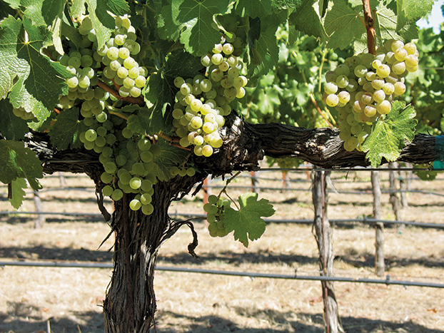 Sauvignon Blanc vines in Lovall Valley, Napa.