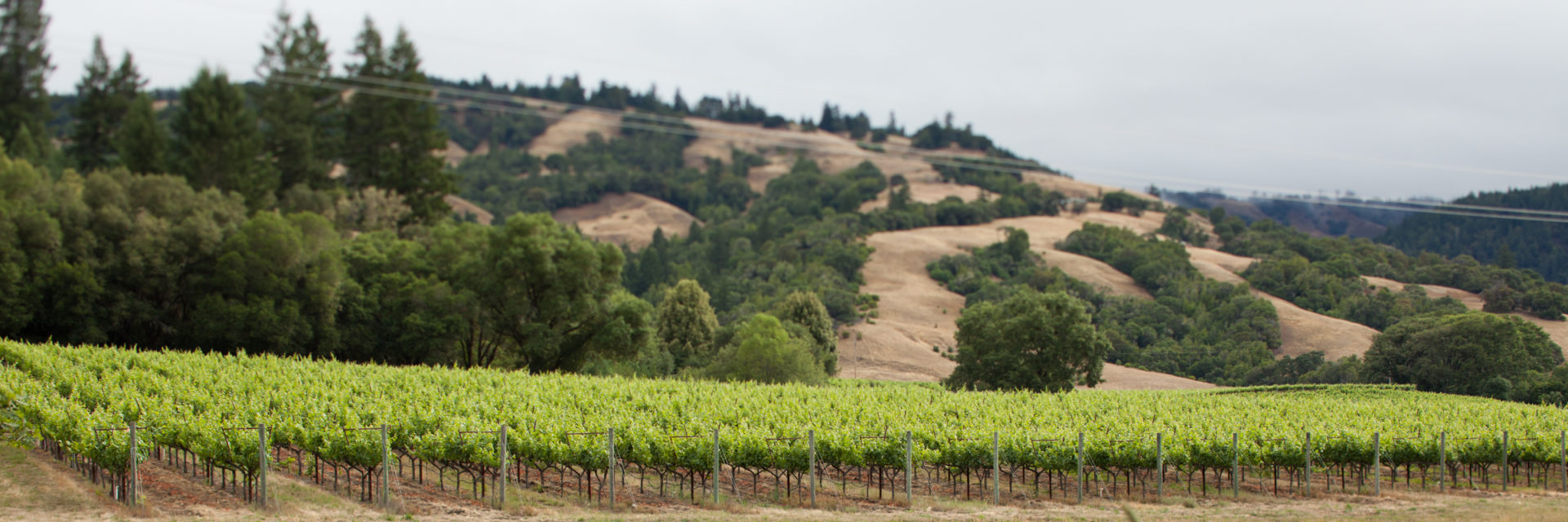 Anderson Valley vineyards in California