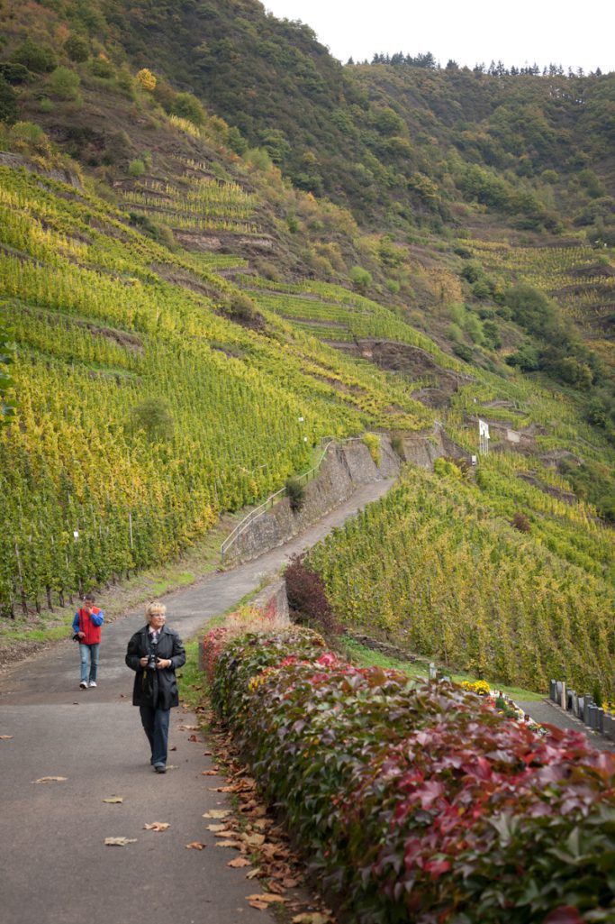 Bremmer Calmont vineyard above Bremm, Germany