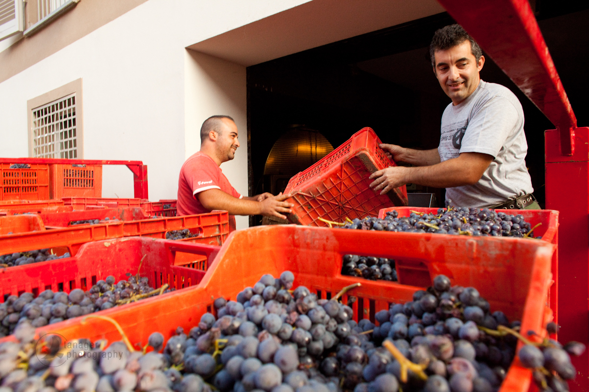 Grape harvest, Barolo, Piedmont, Italy