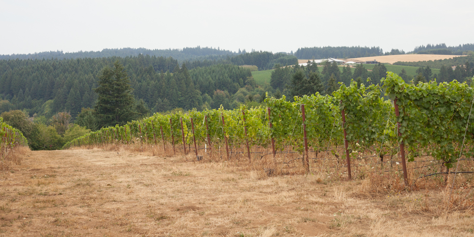 Vineyards at Raptor Ridge Winery, Chehalem Mountains AVA, Oregon