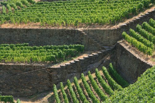 Typical stone terracing along the Douro River near Pinhāo