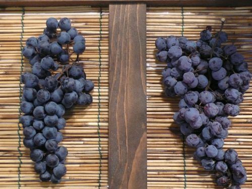 Amarone grapes being dried