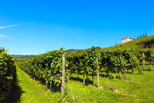 Vineyards of Valpolicella.