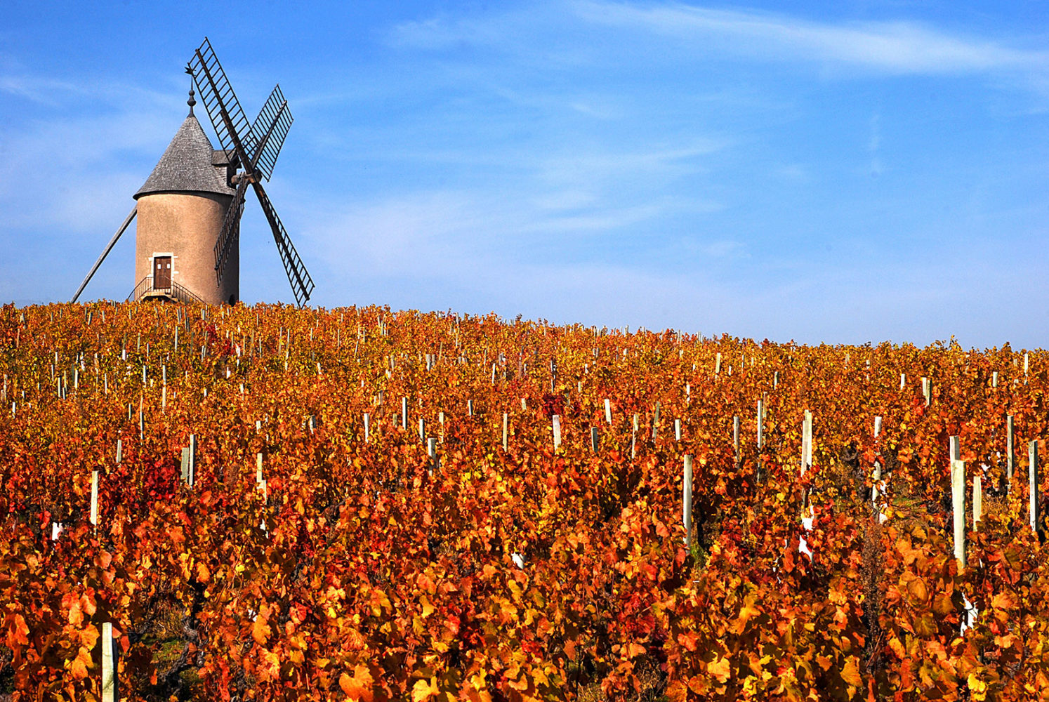 The famous namesake windmill that crowns Moulin-à-Vent. ©Château du Moulin-à-Vent