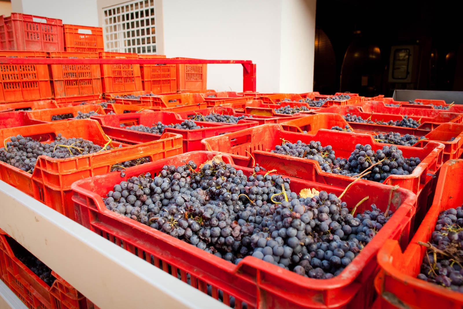 Just harvested Nebbiolo grapes in Barolo