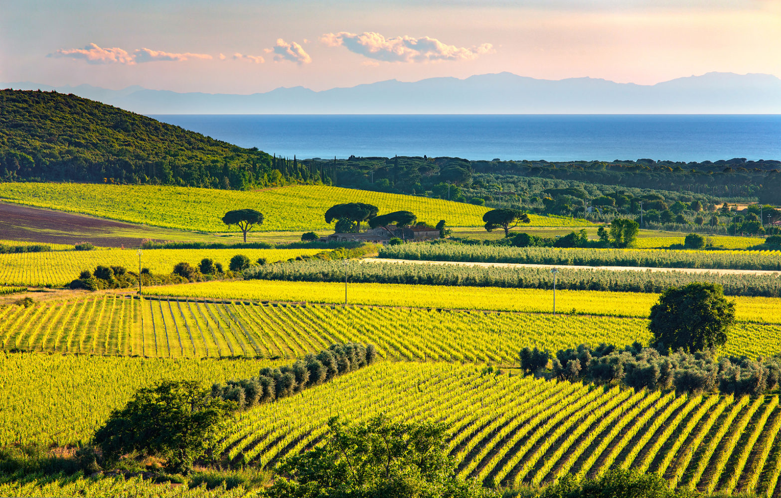 Bolgheri and Castagneto vineyard and Elba island on background. Maremma Tuscany Italy Europe.