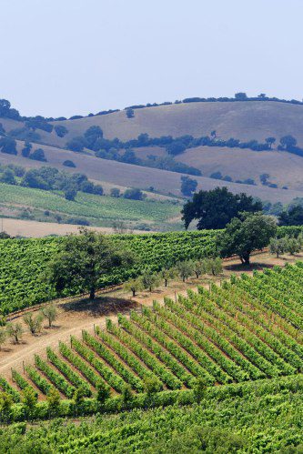 Maremma Tuscany vineyard landscape