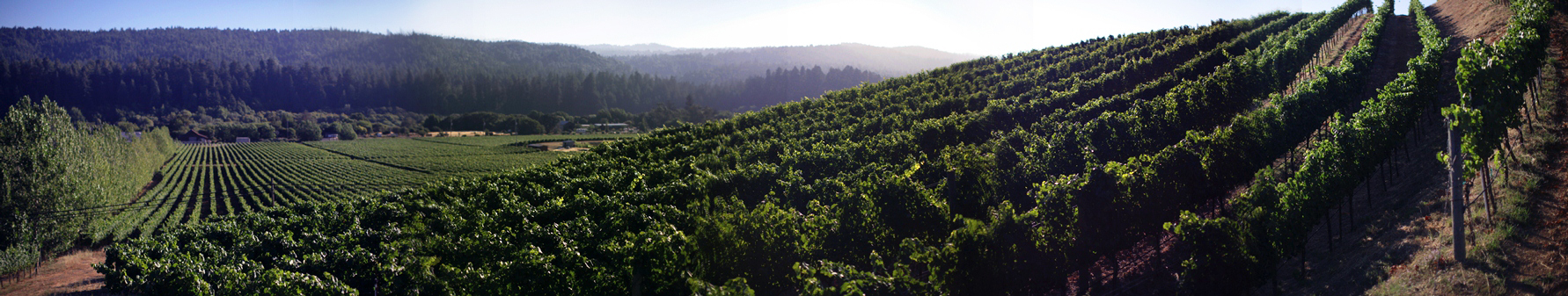 FEL Savoy Vineyard panorama