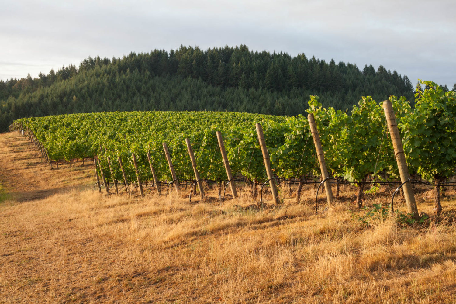 WillaKenzie Estate, ©Kevin Day