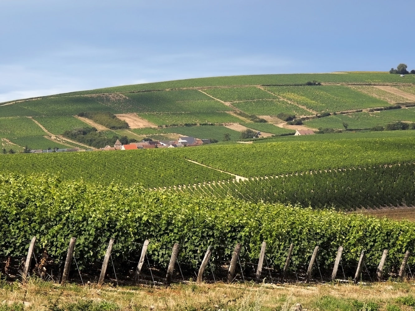 Vineyards in the loire valley france eu.