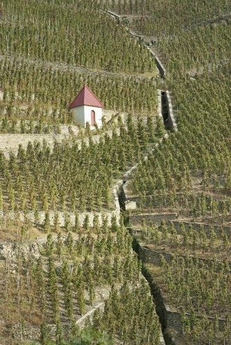 Vineyards of Côte-Rôtie, France