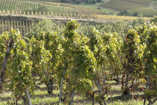 Vineyards of Côte-Rôtie, Northern Rhône, France