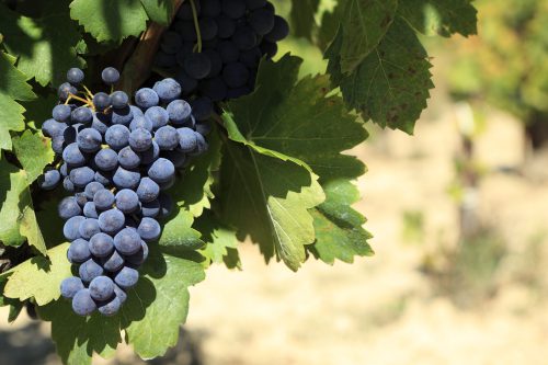 Red wine grapes growing in a vineyard in southern France. Space for copy on right.