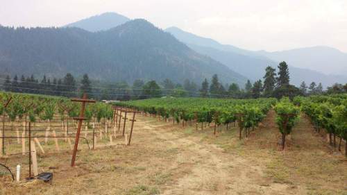 Mae's Vineyard in Applegate Valley, Southern Oregon. ©Leah Jørgensen