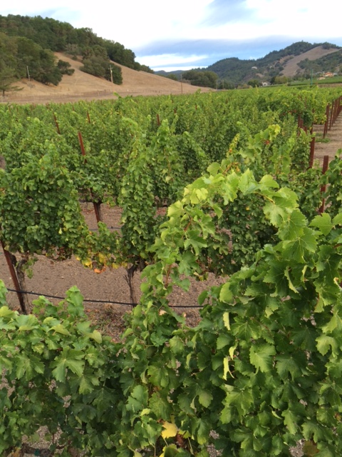 View of Grieve Family Vineyards in the Lovall Valley, California. ©Grieve Family Vineyards / Provided by Wilson Daniels