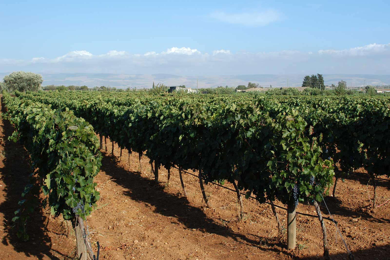 Vineyards at Feudo di Santa Tresa. ©Vias Imports