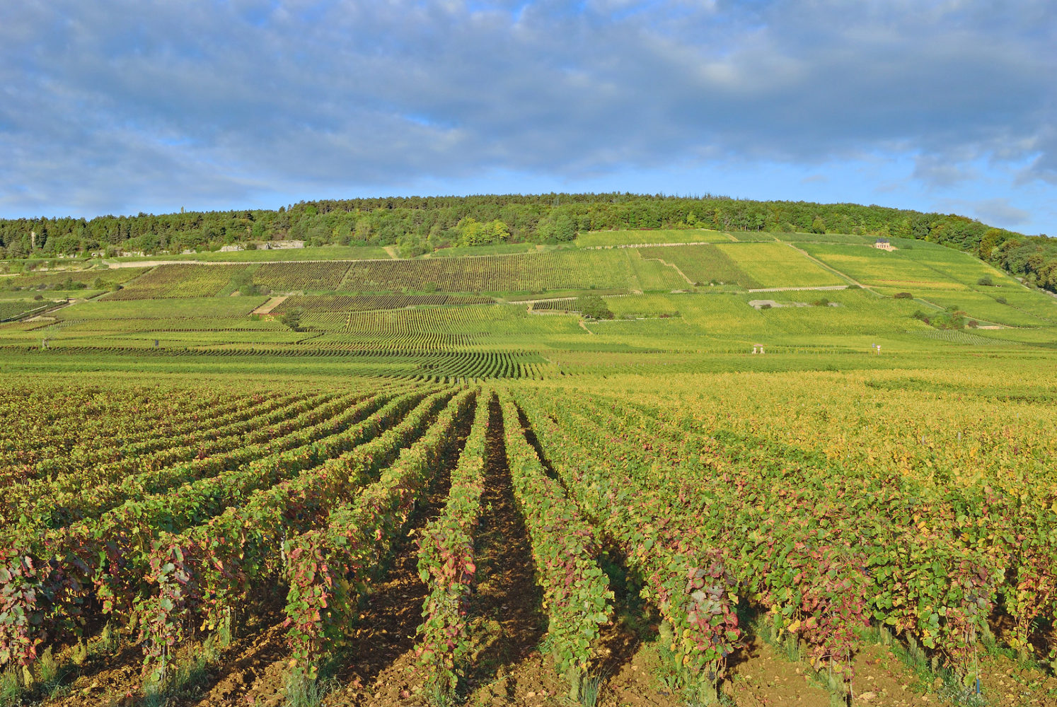 Vineyard Landscape in Burgundy near Wine Village of Chablis,France