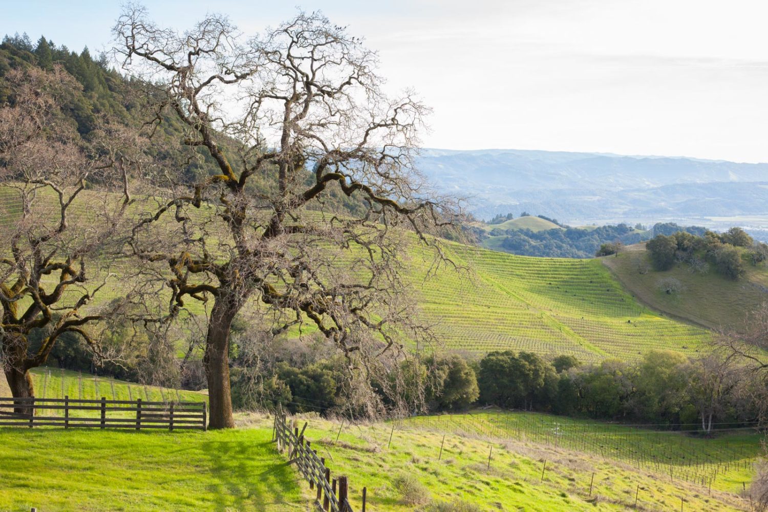 Vineyards at Cain on Spring Mountain above the Napa Valley. ©Kevin Day / Opening a Bottle