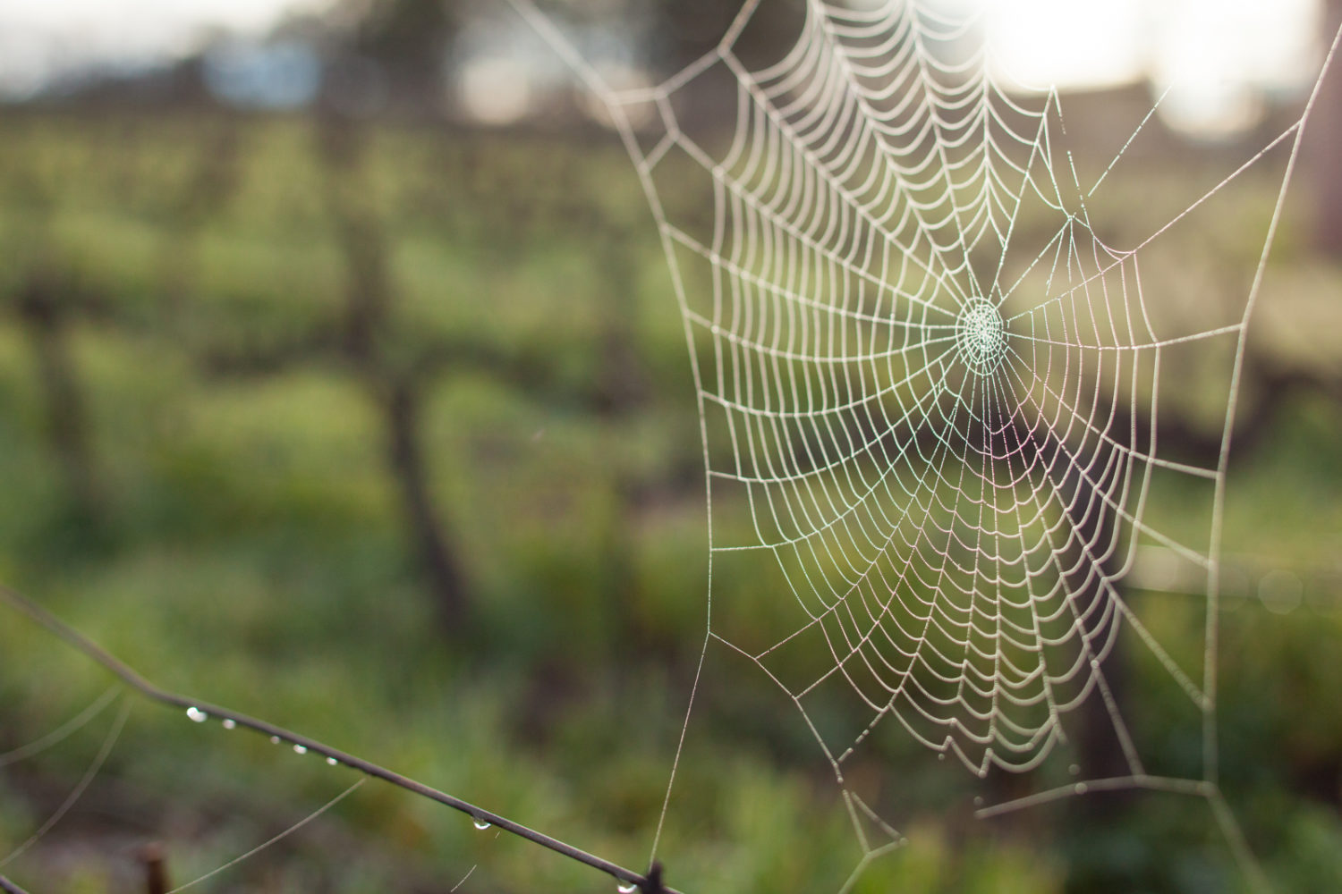 A spider web in a cabernet sauvignon vineyard in Napa Valley, California. ©Kevin Day/Opening a Bottle.