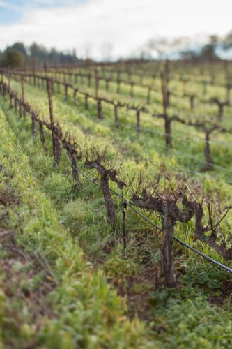 Cabernet Sauvignon vineyards at Ehlers Estate, St. Helena (Napa), California