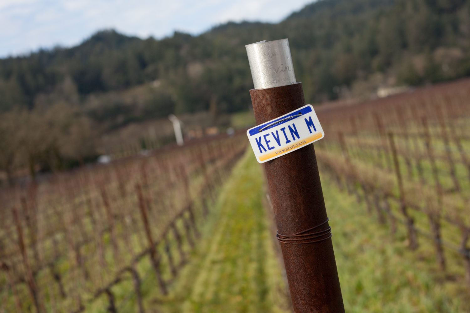 Each employee — from winemaker to tasting room rep to admin — has their own row of vines to tend in Block 2A. "I want them to know what goes into it," says winemaker Kevin Morrisey. ©Kevin Day/Opening a Bottle