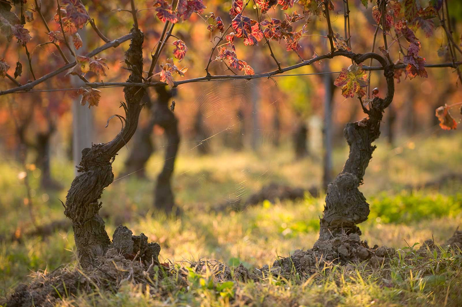 Old vine Barbera, La Crena, Barbera d'Asti ©Vietti