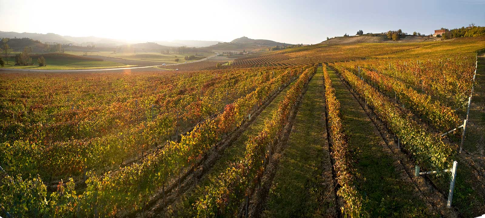 La Crena vineyard near Agliano (Asti), Italy ©Vietti WInery