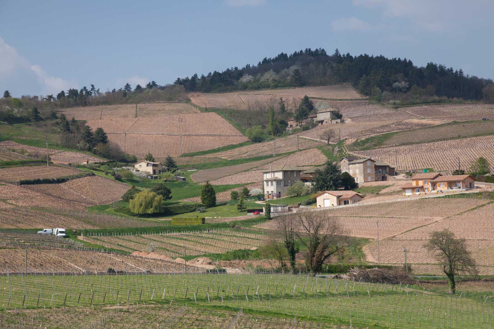 The northern edge of Fleurie. A stream drains off of this slope and separates the appellation from its neighbor, Moulin-à-Vent. ©Kevin Day / Opening a Bottle