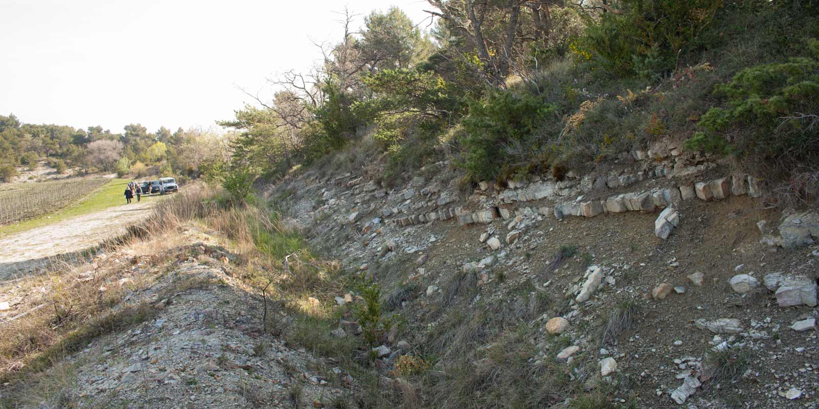 A trench upslope from the blocks of Viognier, Grenache Blanc and Roussanne revealed several rocks with obvious fossils. ©Kevin Day / Opening a Bottle