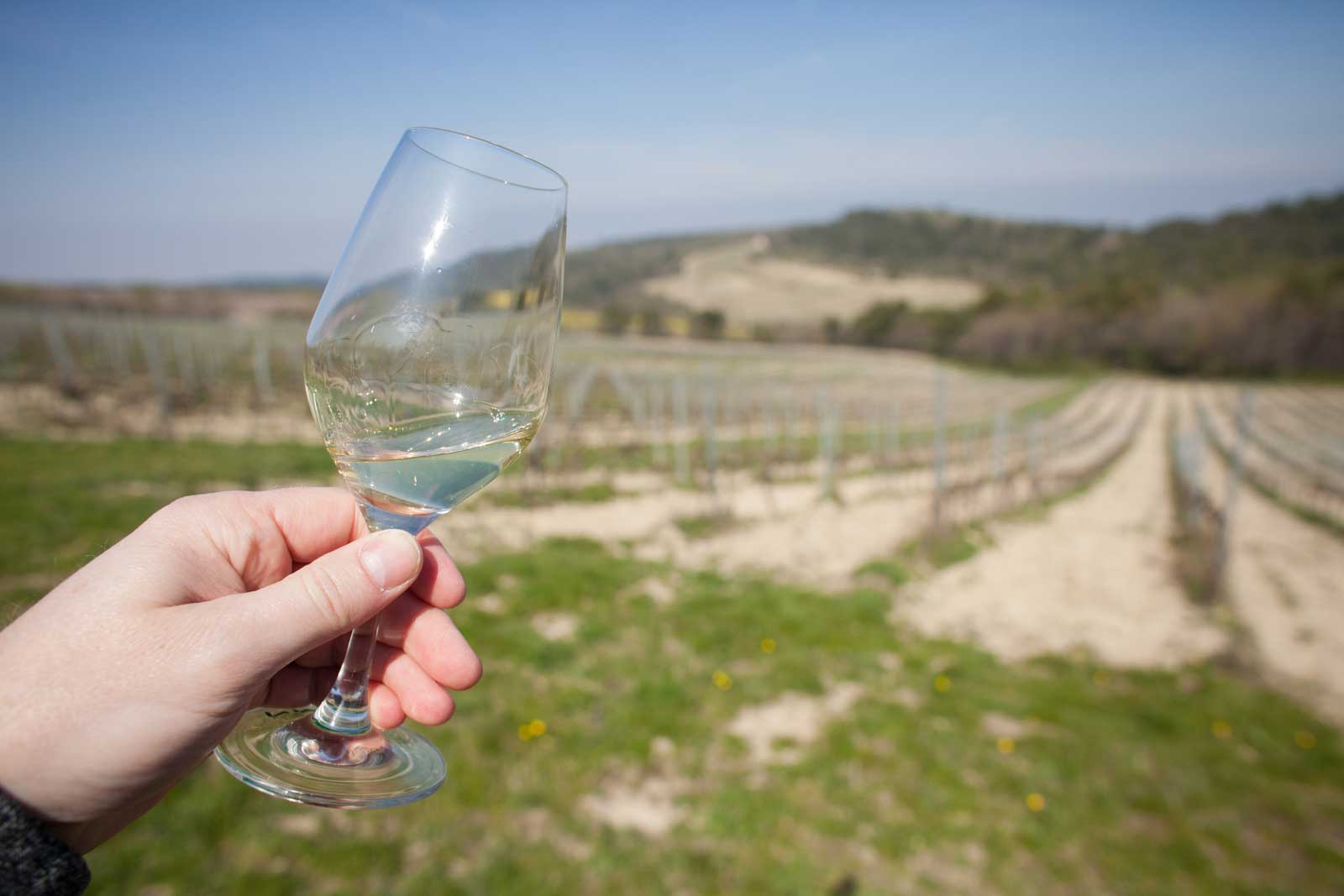 A glass of Aliot in the vineyard of its origin. ©Kevin Day / Opening a Bottle