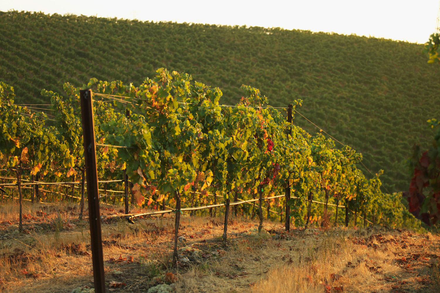 The estate vineyard at Murrieta's Well in Livermore, California. ©Murrieta's Well / All rights reserved