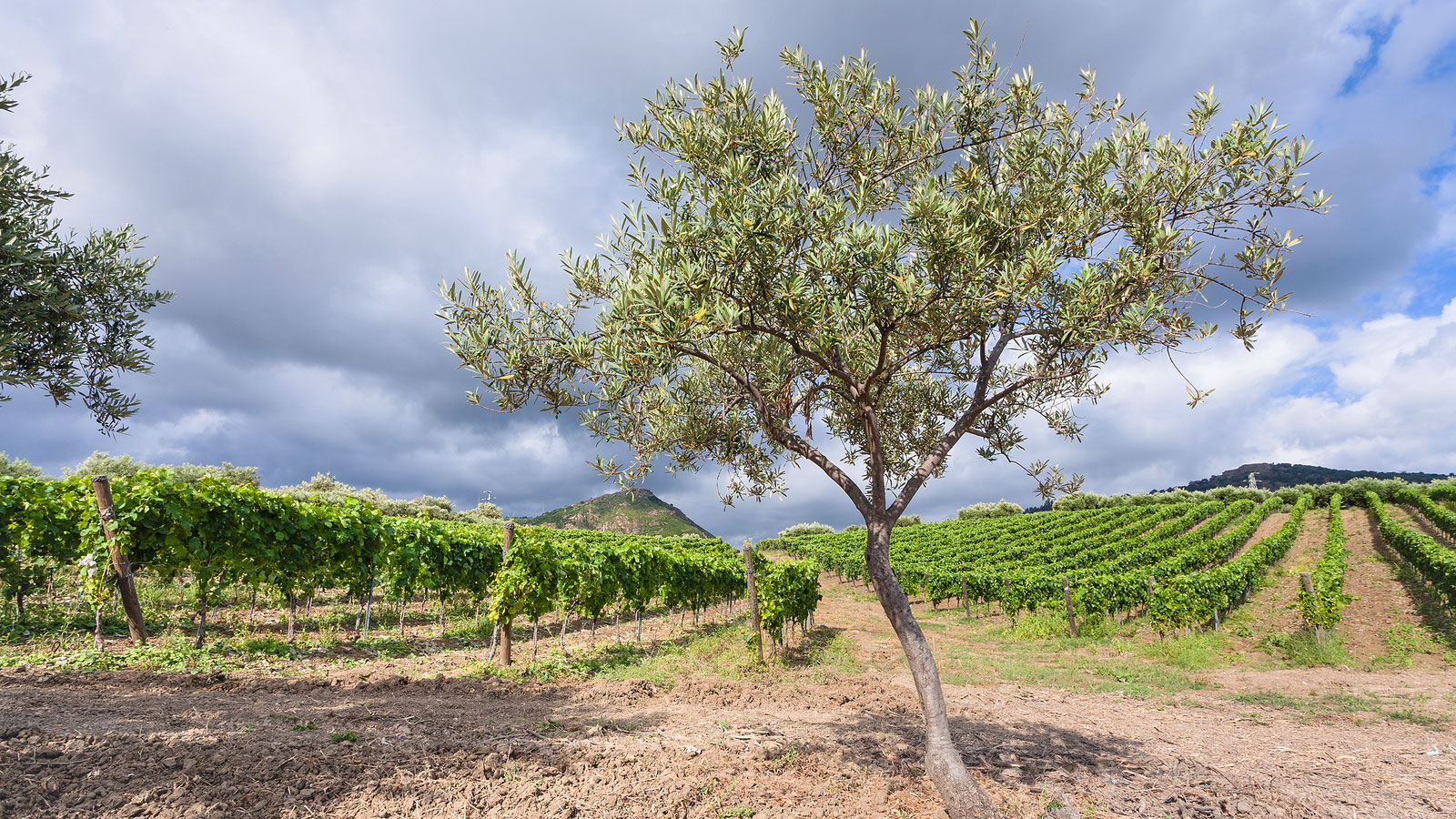 Olive tree and vineyard, Sicily, italy.