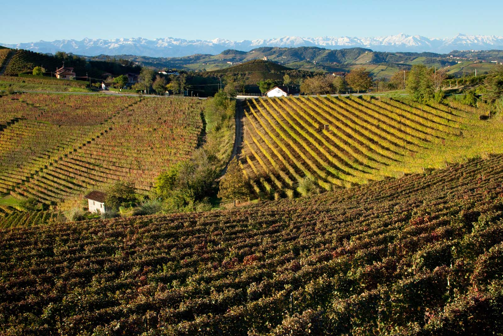 Vineyards in the Langhe Hills with views of the Alps in the distance. Perhaps the world's most stunning vineyard landscape, and an UNESCO World Heritage Site because of it. ©Kevin Day/Opening a Bottle