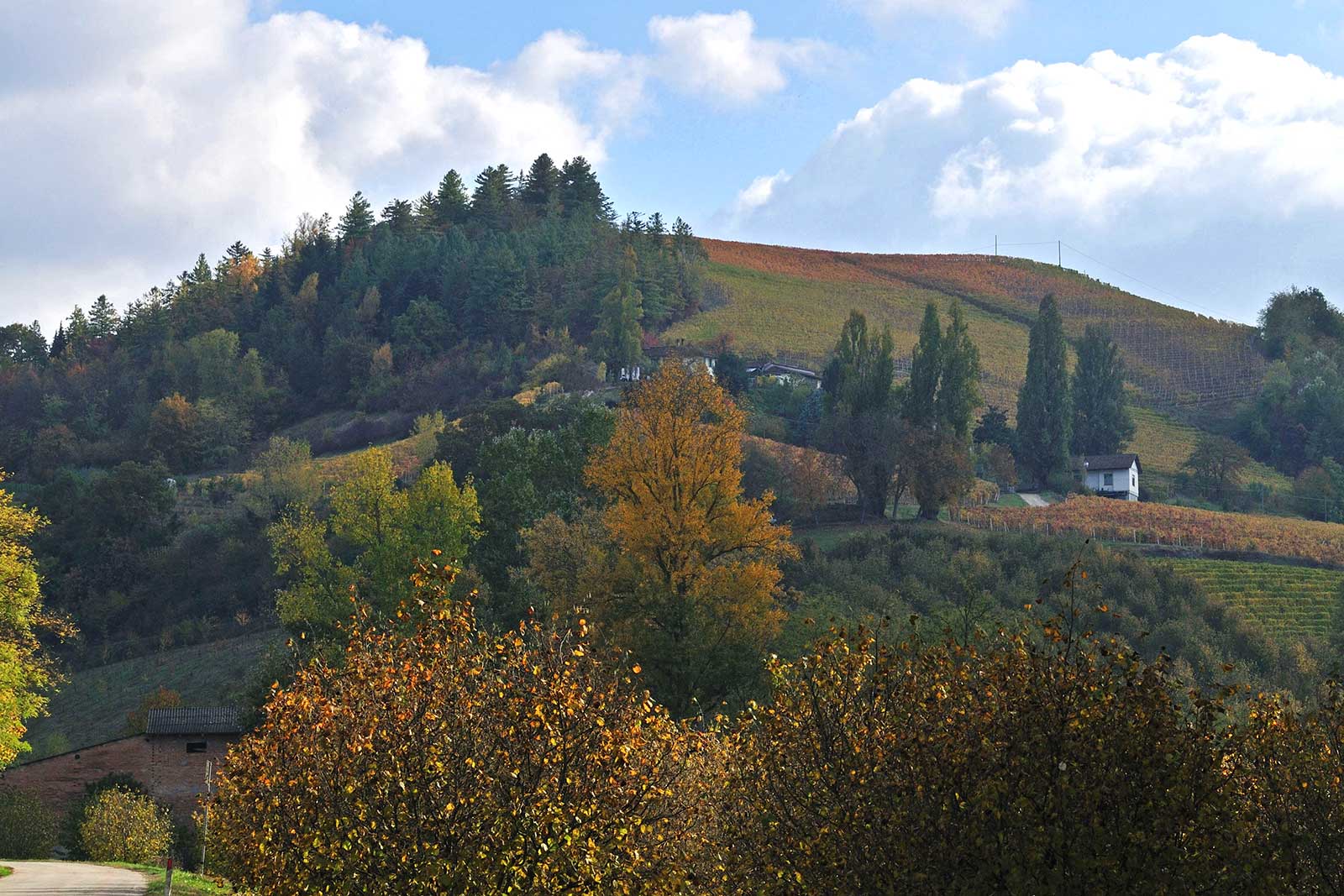 The Bricco del Drago vineyard above San Rocco Seno d’Elvio. ©Poderi Colla