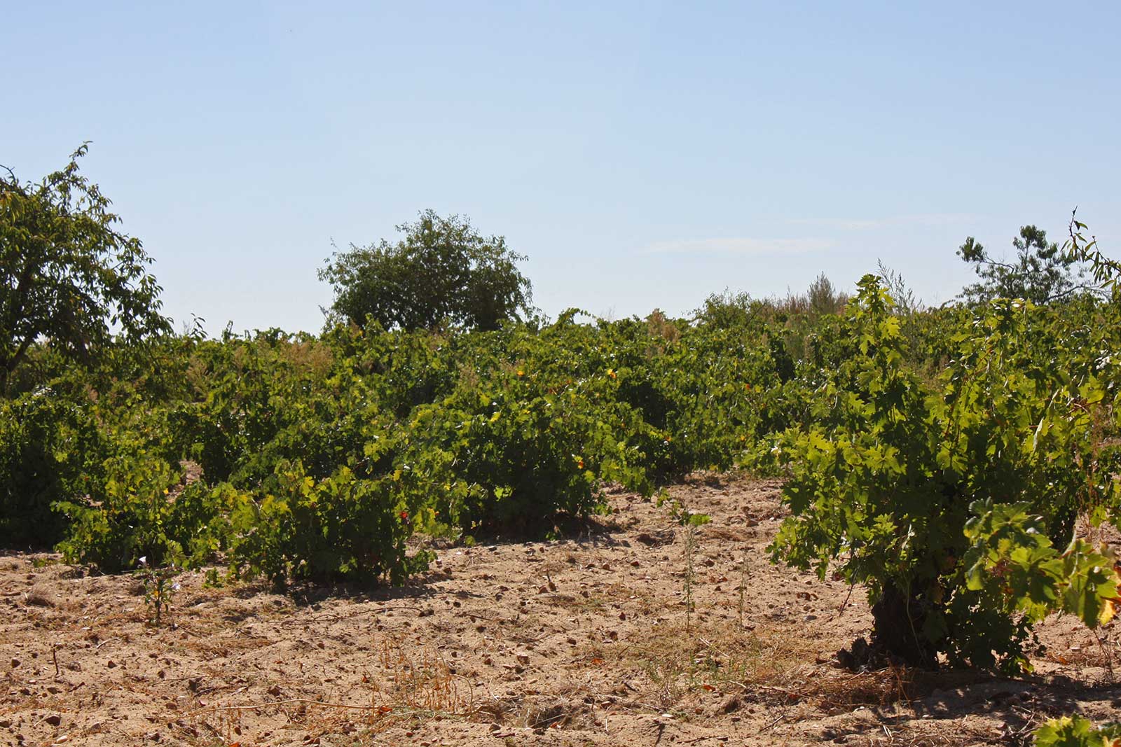 Vineyards of Toro. ©Vintae