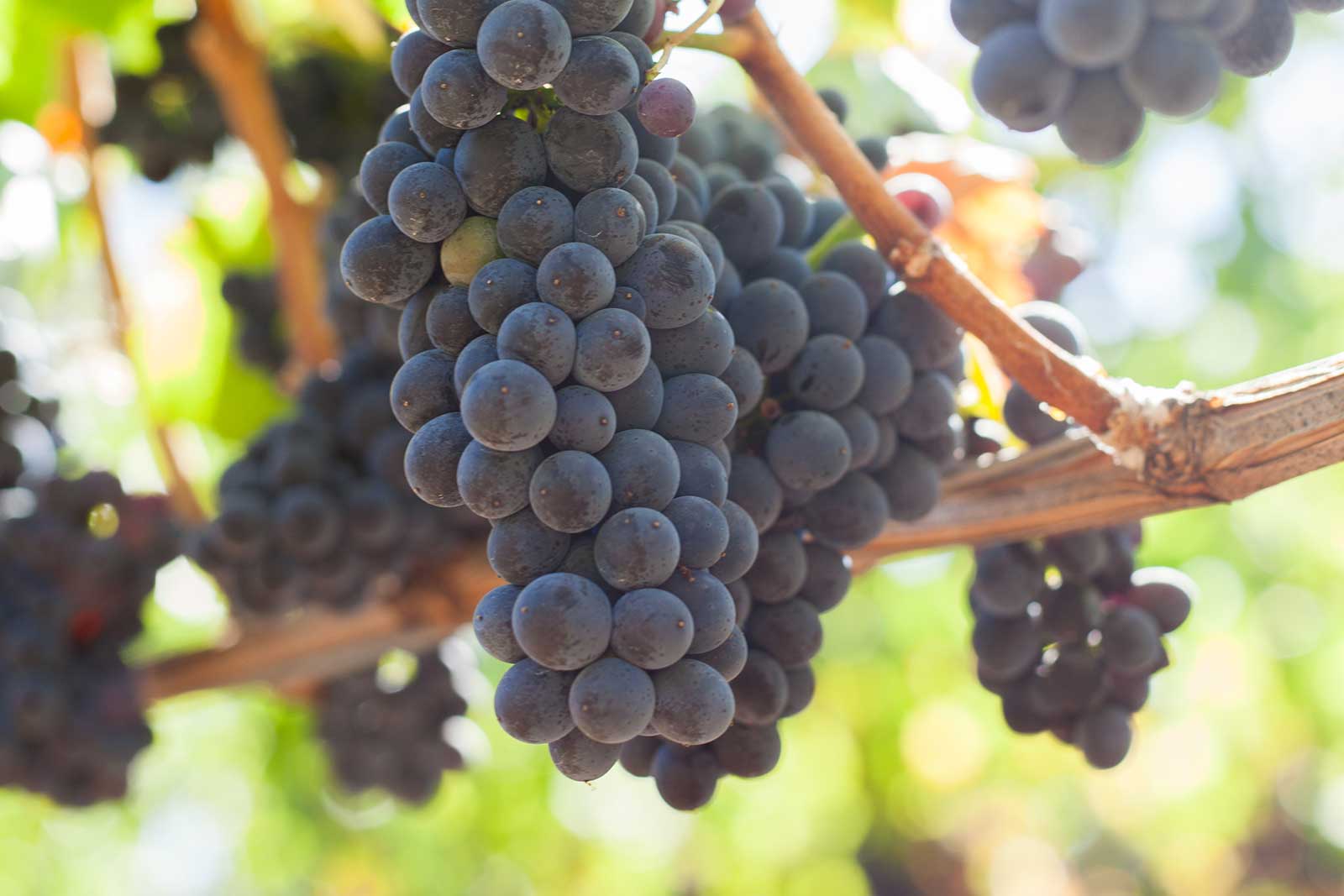 Pinot Noir grape cluster. ©Kevin Day / Opening a Bottle