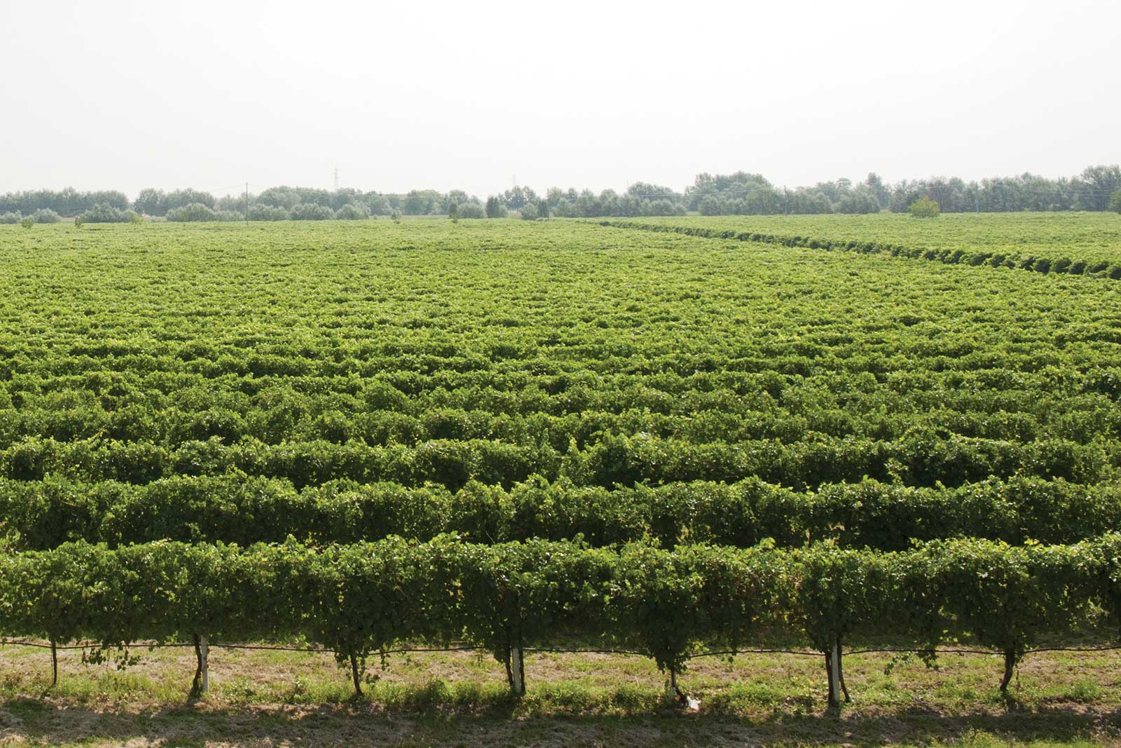 The Lambrusco vineyards of Emilia-Romagna stretch across mostly flat land in the Po River Basin. ©Medici Ermete