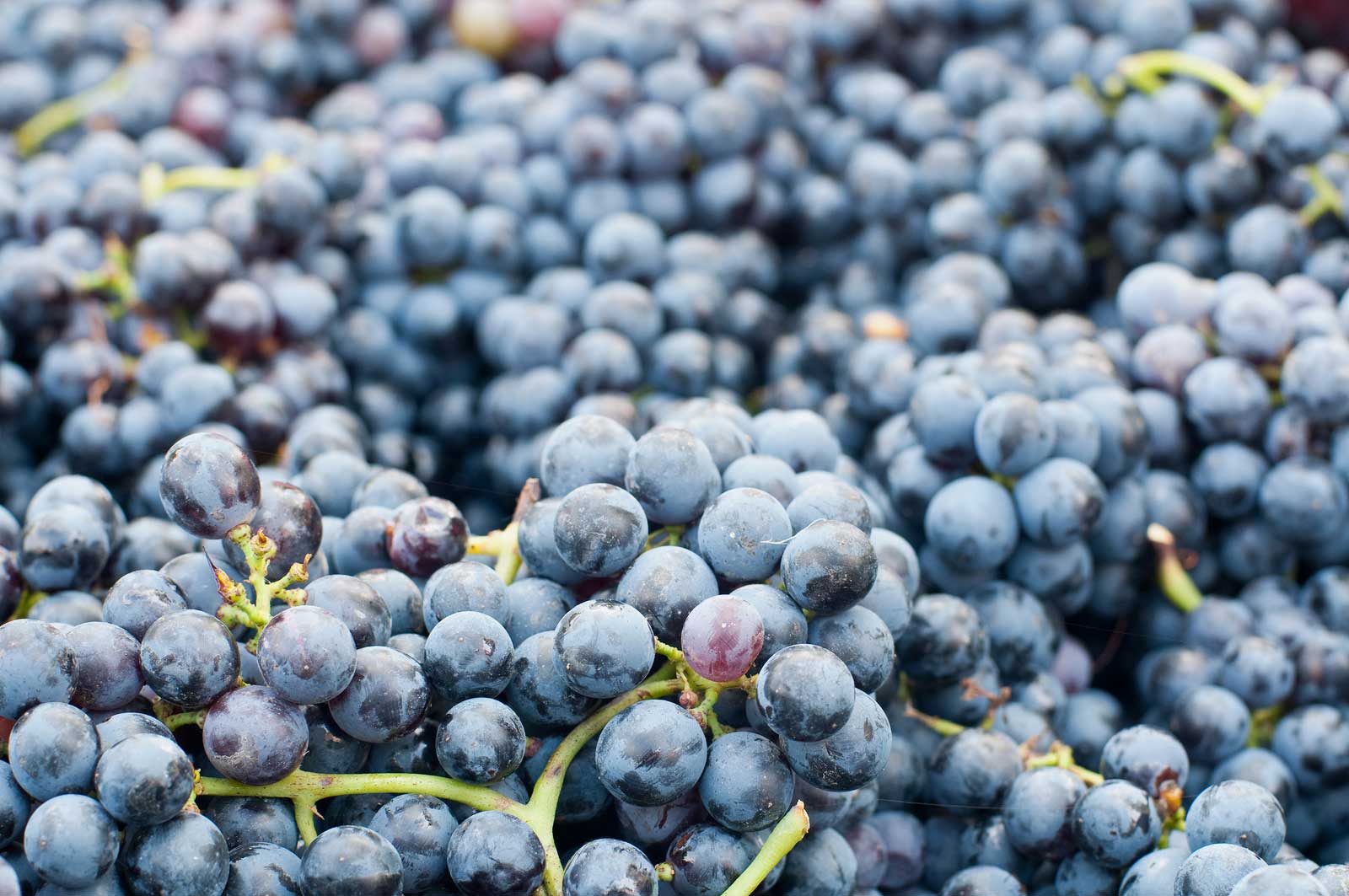 Lambrusco grapes