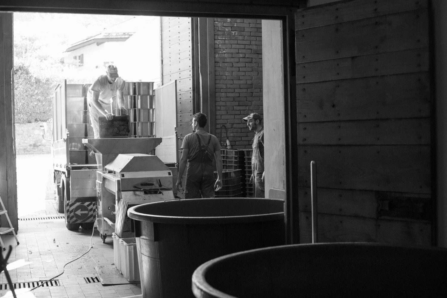 A harvest of Nebbiolo grapes is unloaded at the winery of ARPEPE in Valtellina. ©Kevin Day/Opening a Bottle