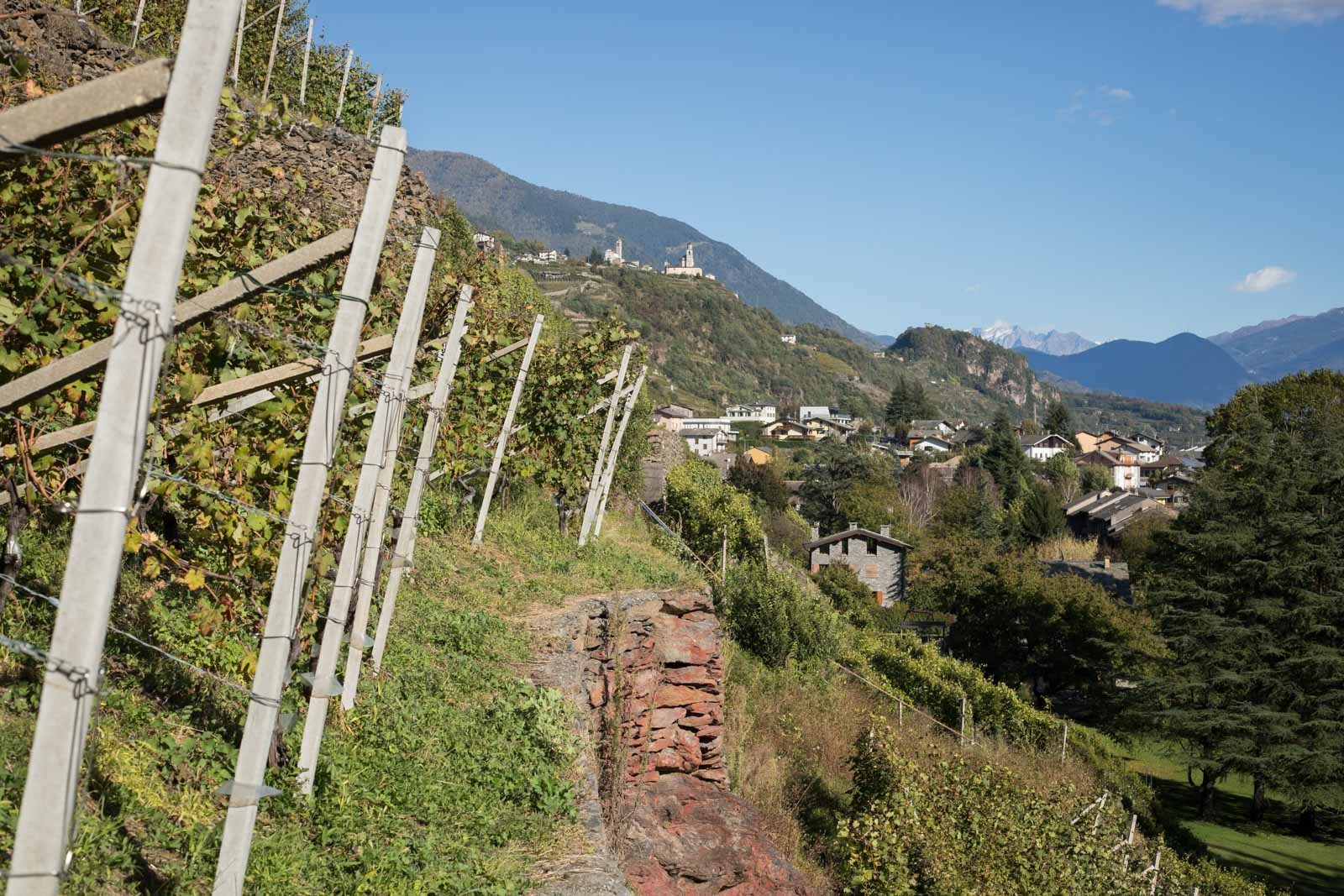 Ar.Pe.Pe.'s Rocca de Piro vineyard in the Valtellina Superiore Grumello zone. ©Kevin Day / Opening a Bottle