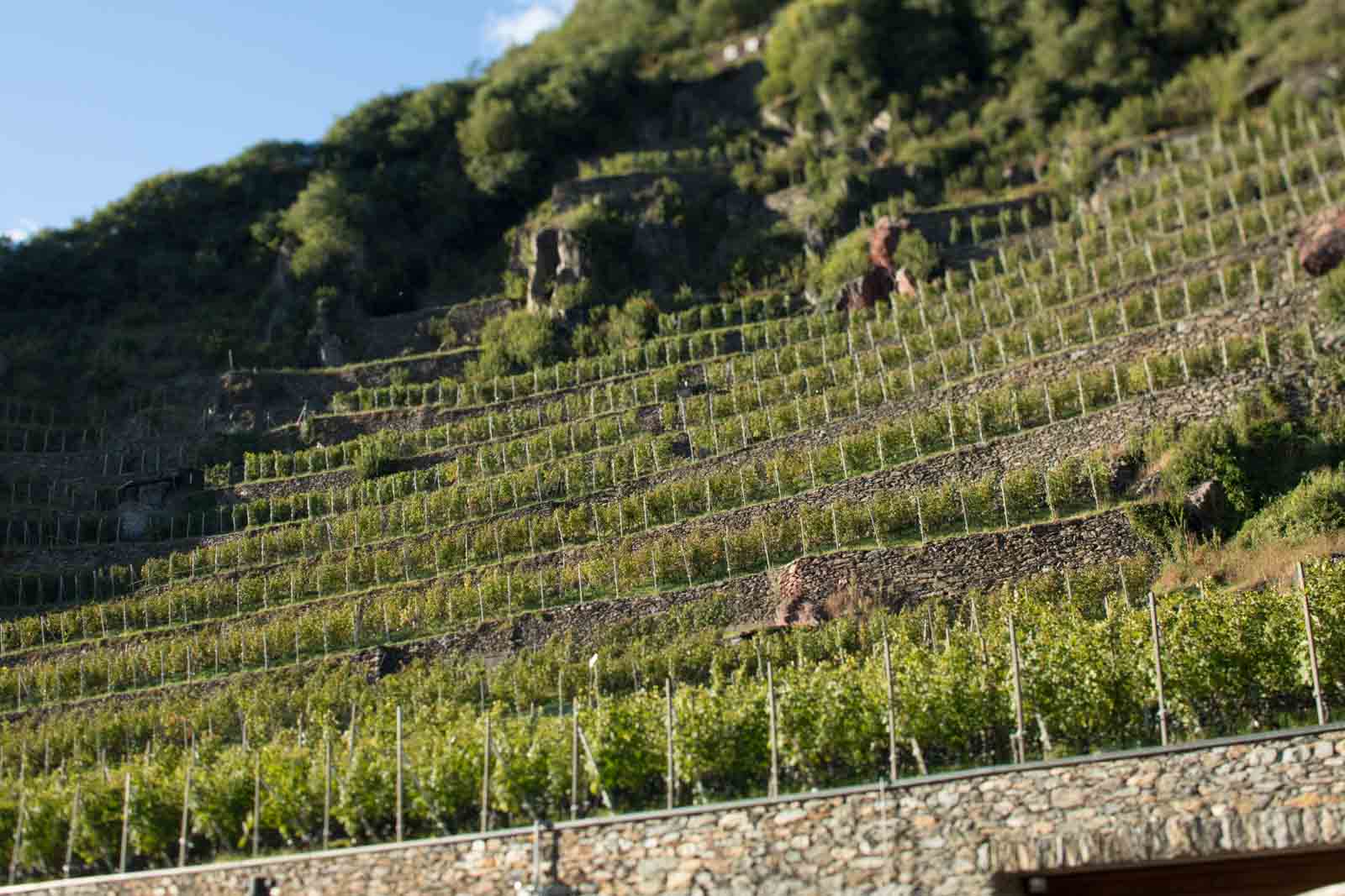 ARPEPE's Rocca de Piro vineyard in the Valtellina Superiore Grumello zone. ©Kevin Day / Opening a Bottle