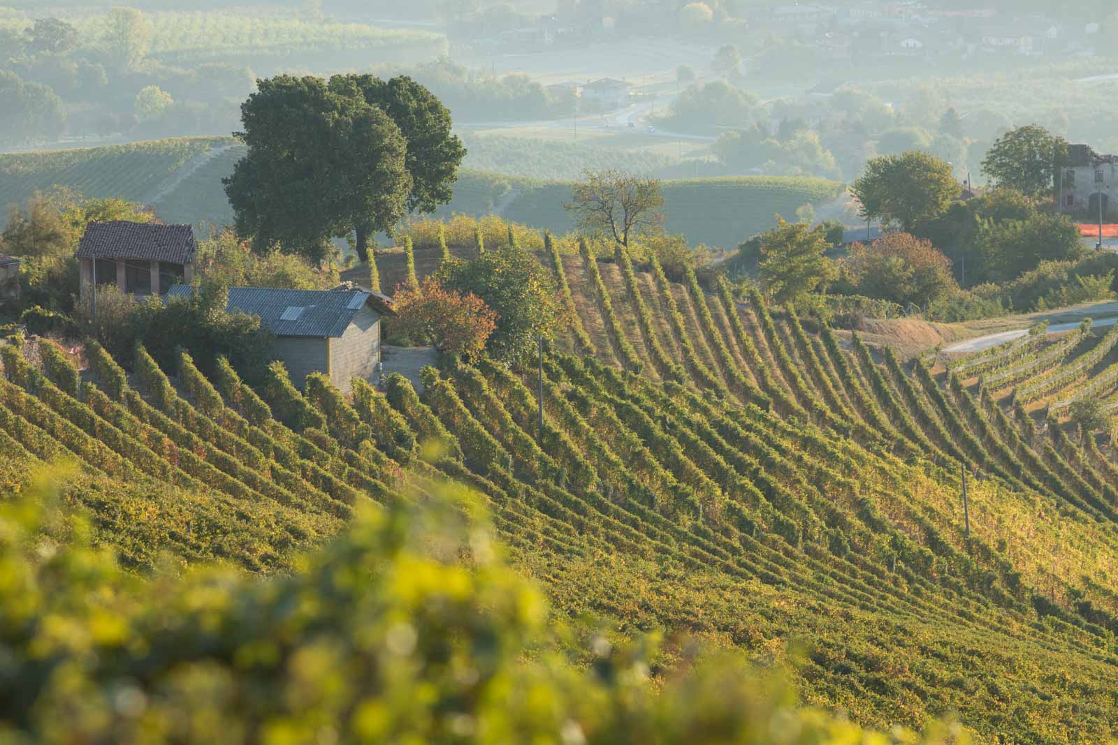 The magnificent beauty of the Brunate cru in between the towns of La Morra and Barolo. ©Kevin Day/Opening a Bottle