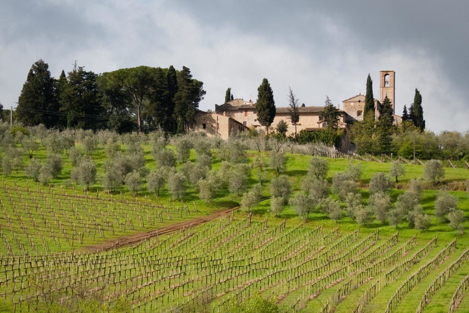 Vineyards near Chianti Classico, Italy