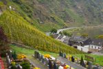 Bremmer Calmont vineyard, Bremm, Mosel, Germany