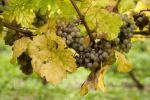 Riesling grapes