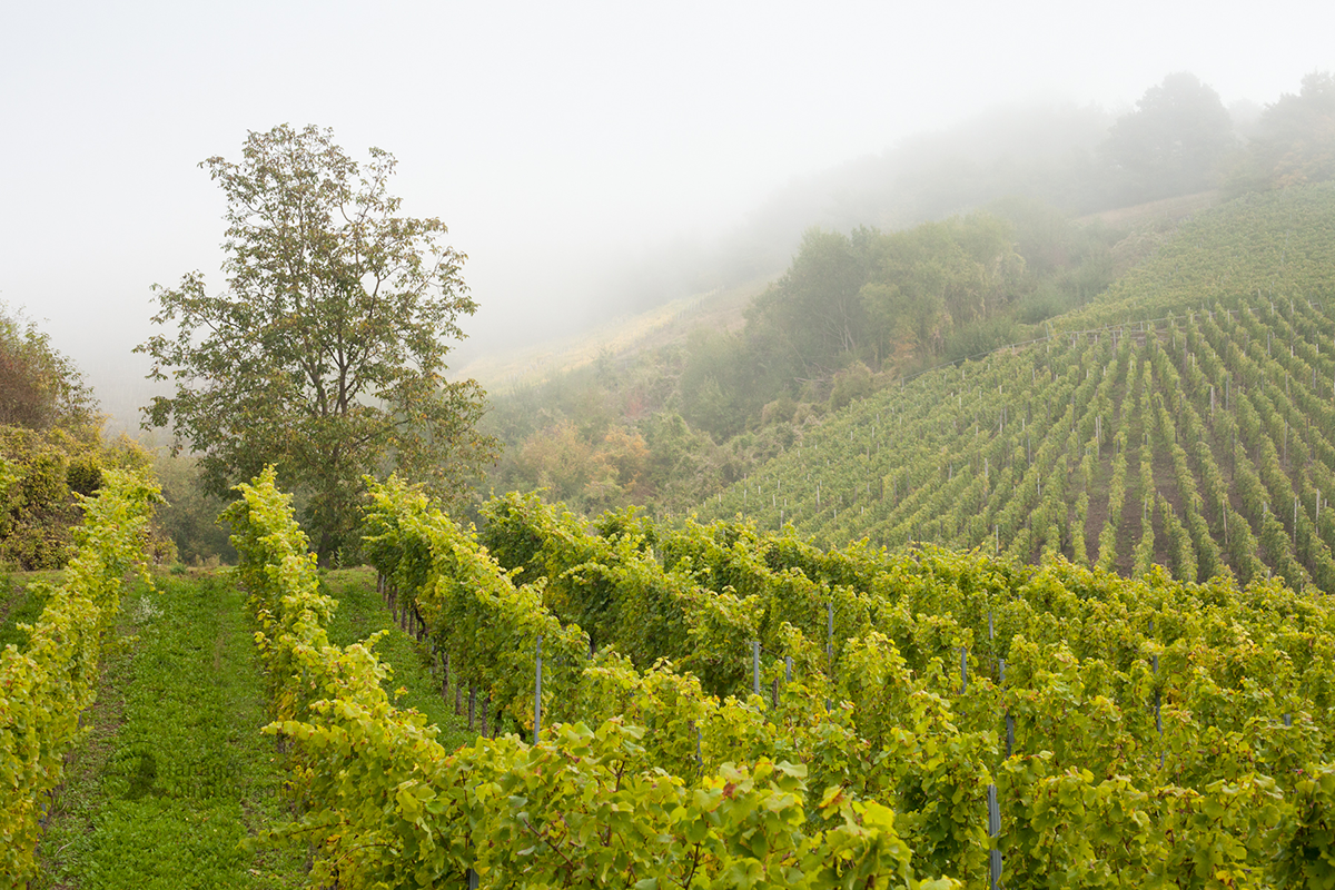 The vineyards of Ediger-Eller, Germany